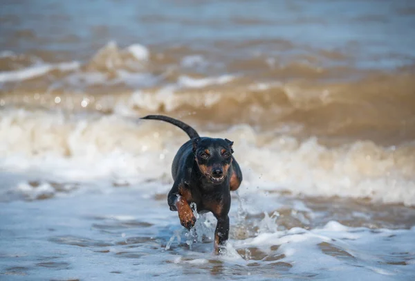 one scared puppy doberman dog swims in muddy water during a flood