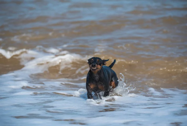 Korkmuş Bir Köpek Köpek Doberman Sel Sırasında Çamurlu Suda Yüzer — Stok fotoğraf