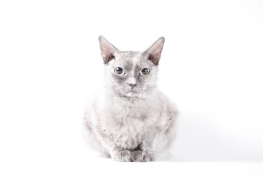 Beyaz bir arka planda Sphynx Fırça cinsinden yetişkin gümüş bir kedinin portresi.