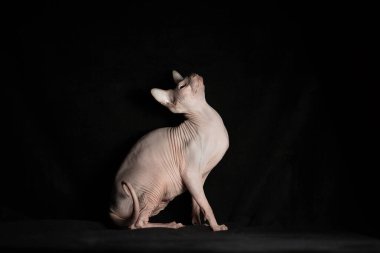 Koyu bir arka planda siyah kadife üzerinde uzanan pembe tüysüz sfenks kedinin portresi.