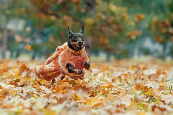 Маленька Собака Пінчер Сукні Біжить Парку Людей Восени Вдень — стокове фото