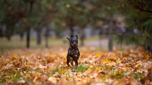 Mały Pinscher Pies Biegnie Parku Bez Ludzi Jesienne Popołudnie — Zdjęcie stockowe