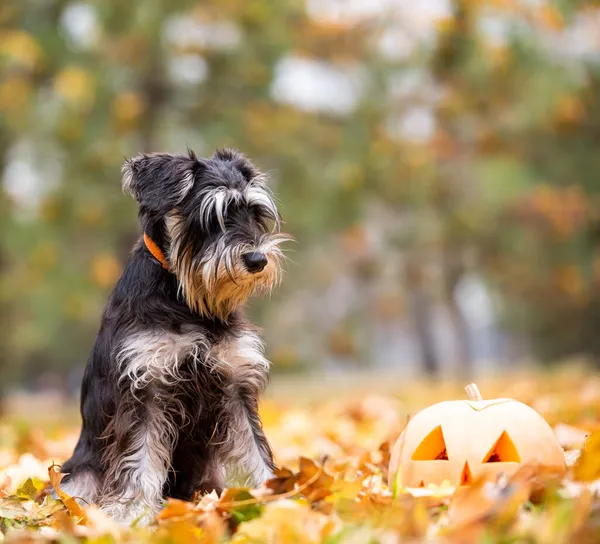 Mały Pies Sznaucer Parku Głowicą Dyni Halloween Zbliżenie — Zdjęcie stockowe