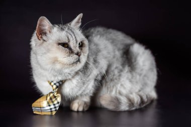 Siyah arkaplanda kravatlı gri bir kedi.
