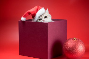 Noel Baba şapkalı gümüş İngiliz kısa hava kedisi kırmızı arka planda Burgonya kutusunda