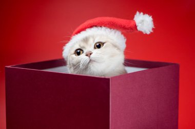 Noel Baba şapkalı gümüş İngiliz kısa hava kedisi kırmızı arka planda Burgonya kutusunda
