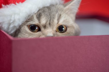 Noel Baba şapkalı gümüş İngiliz kısa hava kedisi kırmızı arka planda Burgonya kutusunda