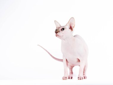Beyaz bir arka planda Sphynx Fırça cinsinden yetişkin gümüş bir kedinin portresi.