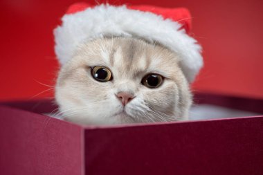 Noel Baba şapkalı gümüş İngiliz kısa hava kedisi kırmızı arka planda Burgonya kutusunda
