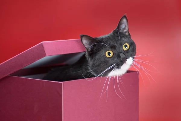 Black White Cat Peeking Out Lid Burgundy Box Red Background — 图库照片