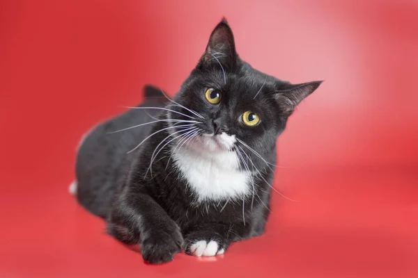 Black White Cat Lying Red Background Studio Shot — Foto Stock