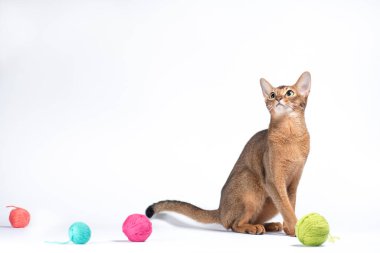 adult ginger abyssinian cat playing with a ball of yarn on a white background