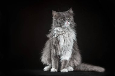 gray and white cunning shaggy outbred cat on a black background clipart