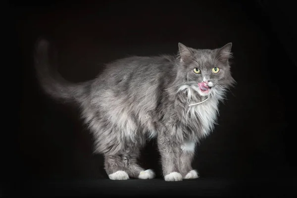 Gray White Shaggy Outbred Cat Smack Lips Black Background — стоковое фото