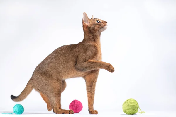 Adult Ginger Abyssinian Cat Playing Ball Yarn White Background — стоковое фото