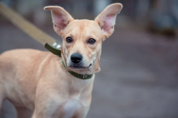 Fawn Mongrel Puppy Walks Leash Collar Cold Weather — Stockfoto