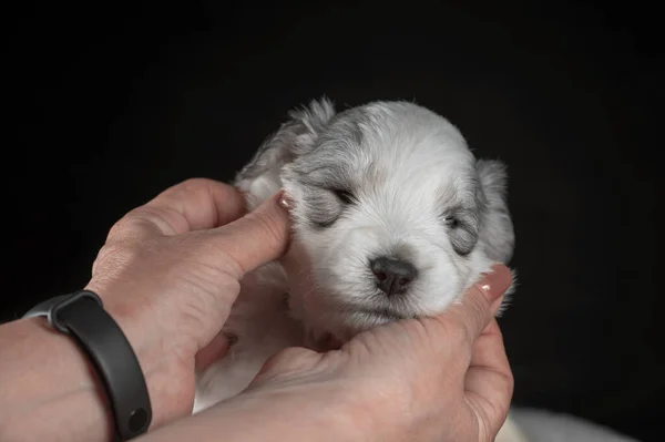 Focinho Cuidado Animal Estimação Cachorro Branco Raça Pastor Russa Sul — Fotografia de Stock