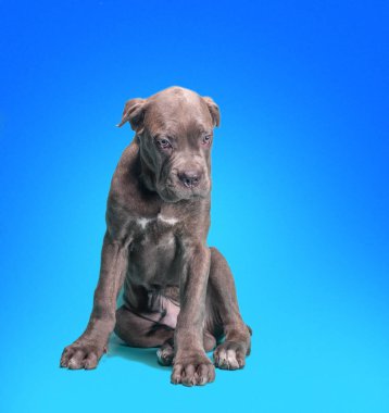Üzgün Cane Corso Italiano köpeği mavi arka planda