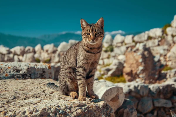 Gato Adulto Tabby Senta Nas Ruínas Antigas Fortaleza Micênica Contra — Fotografia de Stock