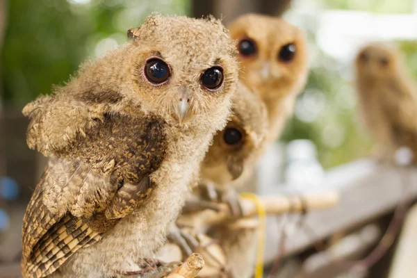 Piccolo gufo sul ramo — Foto Stock