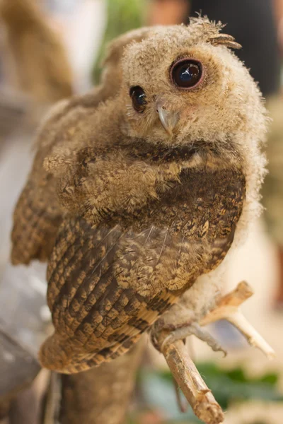 Búho pequeño en la rama — Foto de Stock