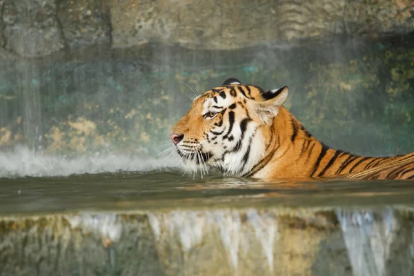 Tigre, gato grande en la pared del agua —  Fotos de Stock