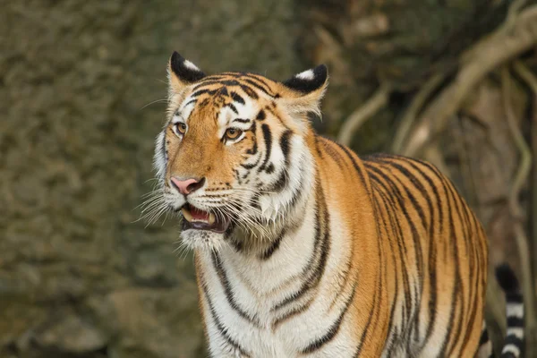 Tigre, gato grande en la pared del agua — Foto de Stock