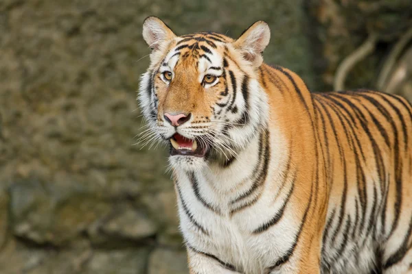 Tigris, a waterwall a nagy macska — Stock Fotó