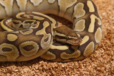 Top Python (Python regius)