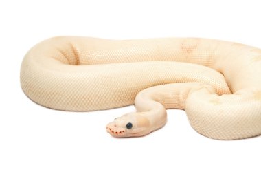 Kar Albino top Python (Python regius)