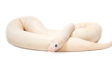 Kar Albino top Python (Python regius)