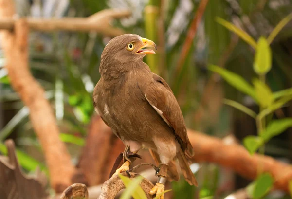 Buzzard, Rufous-winged Buzzard — стоковое фото