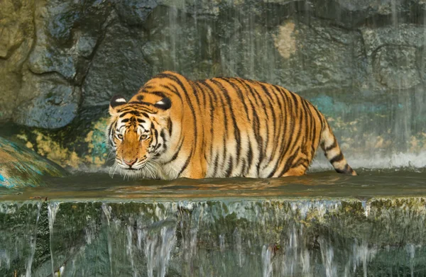 Tiger ,big cat on the waterwall — Stock Photo, Image