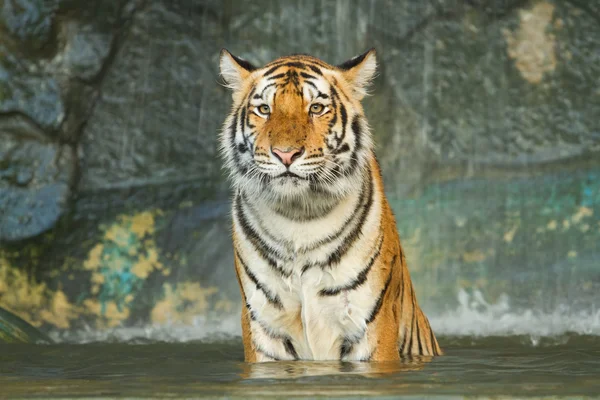 타이거는 waterwall에 큰 고양이 — 스톡 사진