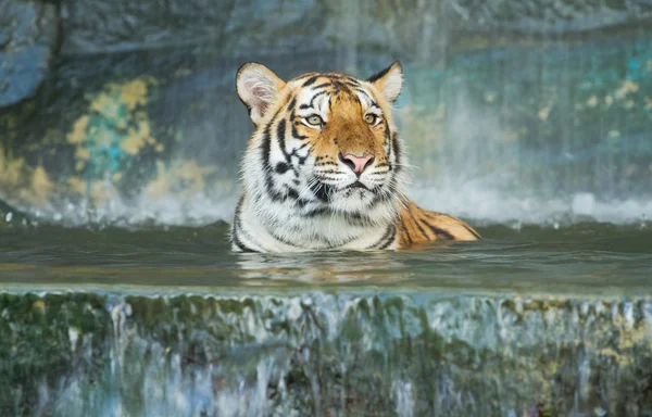 Tigre, gato grande na parede d 'água — Fotografia de Stock
