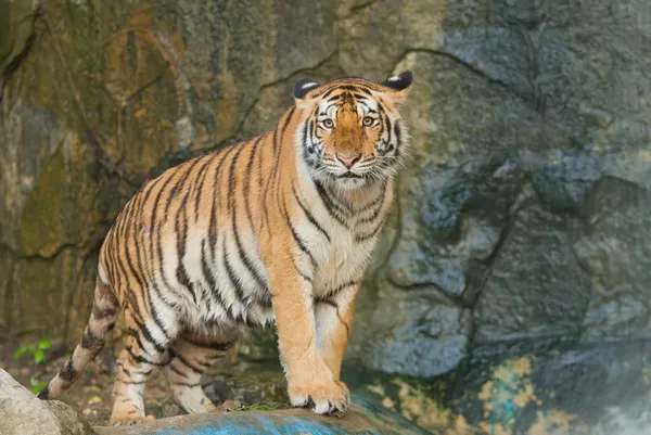 Tigris, a nagy macska a dzsungelben — Stock Fotó