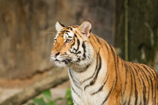 Tigre, gato grande en la pared del agua —  Fotos de Stock