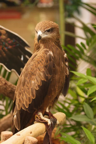 A common buzzard. — Stock Photo, Image