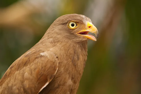 Buizerd, rode-gevleugelde buzzard — Stockfoto