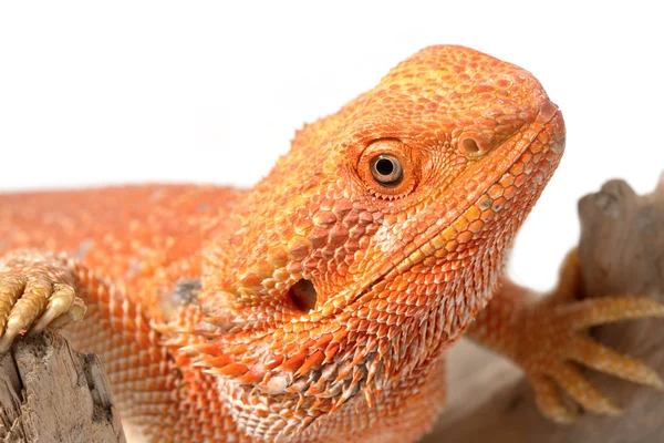 Closeup bearded dragon (pogona vitticeps) on white background — Stock Photo, Image