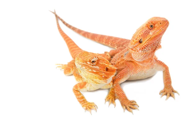 Two bearded dragon on white background — Stock Photo, Image