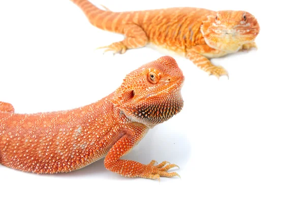 Two bearded dragon mating on white background — Stock Photo, Image