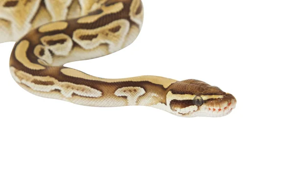 Bola Python (Python regius) com caminho — Fotografia de Stock