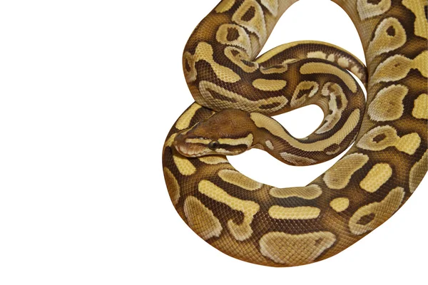 Bal Python (Python regius) met pad — Stockfoto