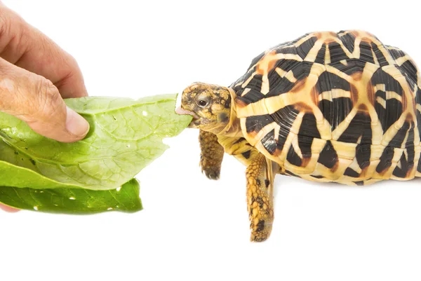 Indiano estrelado tartaruga comendo — Fotografia de Stock