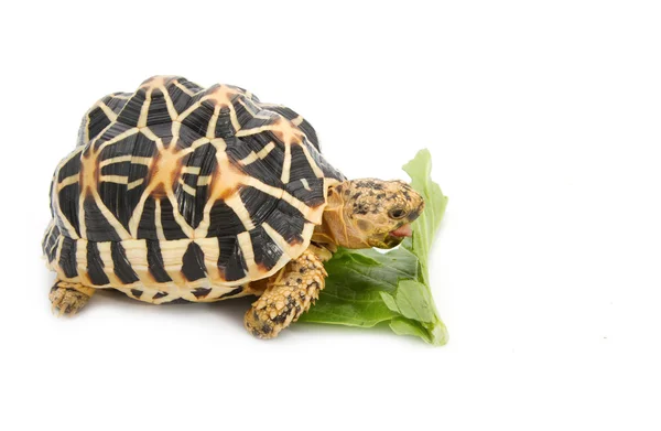 Indiano estrelado tartaruga comendo — Fotografia de Stock