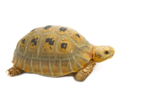 Elogated totoise (indotestudo elongata), 노란 turtlestand — 스톡 사진