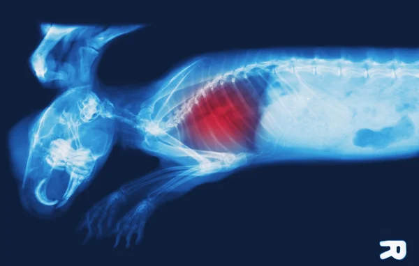 X-ray image of bunny, chest X-rays show pulmonary disease — Stock Photo, Image