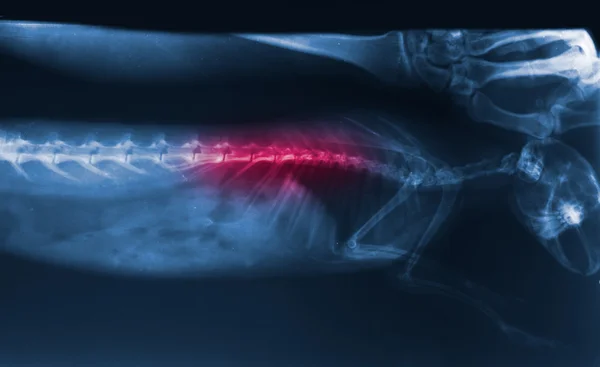 X-ray image trauma of bunny spine — Stock Photo, Image