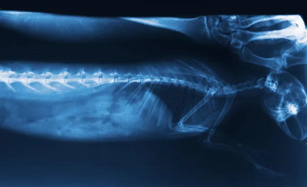 Imagen de rayos X de la columna vertebral del conejo — Foto de Stock